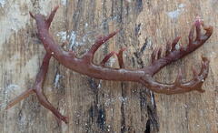 Kappaphycus alvarezii