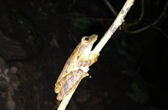 Polypedates leucomystax