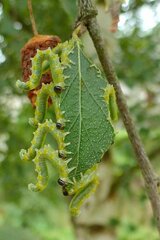 Pristiphora testacea