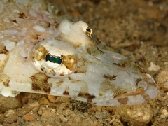 Thysanophrys chiltonae