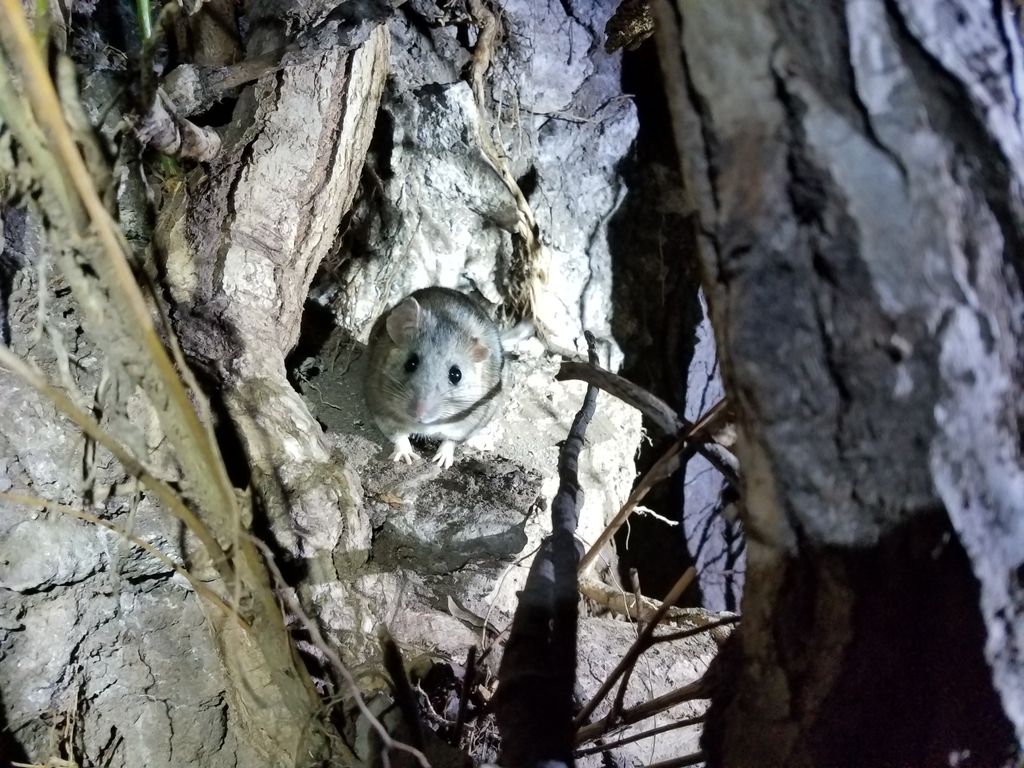 Stephen's Woodrat
