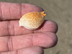 Persephona aquilonaris