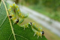 Pristiphora testacea