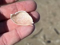 Persephona aquilonaris