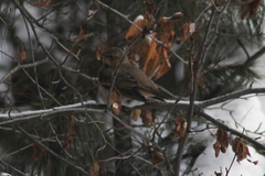 Turdus ruficollis