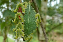 Pristiphora testacea