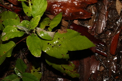 Astrotricha latifolia