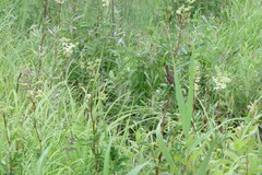 Acrocephalus dumetorum