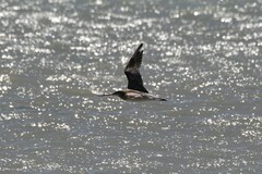 Limosa lapponica lapponica