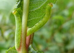 Pristiphora melanocarpa