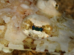 Thysanophrys chiltonae