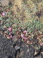 Saponaria sicula