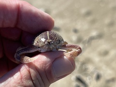 Persephona aquilonaris