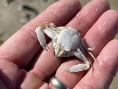 Persephona aquilonaris