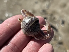 Persephona aquilonaris