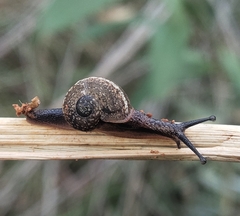 Ariophanta exilis