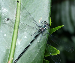 Austroargiolestes icteromelas