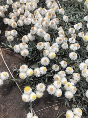 Achyranthemum argenteum