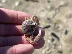 Persephona aquilonaris