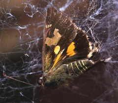 Trapezites symmomus