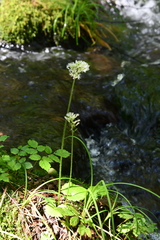 Micranthes manchuriensis