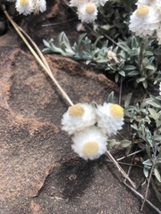 Achyranthemum argenteum