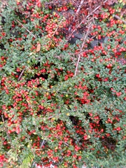 Cotoneaster horizontalis