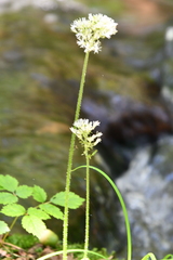Micranthes manchuriensis
