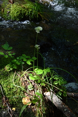 Micranthes manchuriensis