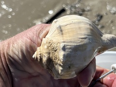 Sinistrofulgur pulleyi