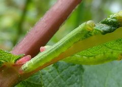 Pristiphora melanocarpa