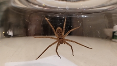 Heteropoda jugulans
