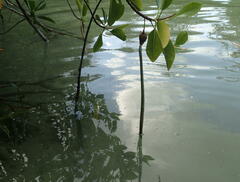 Rhizophora mucronata