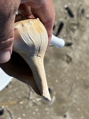 Sinistrofulgur pulleyi