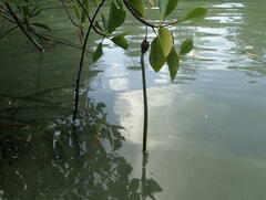Rhizophora mucronata