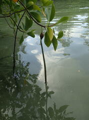 Rhizophora mucronata
