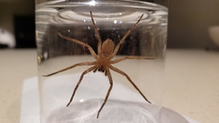 Heteropoda jugulans