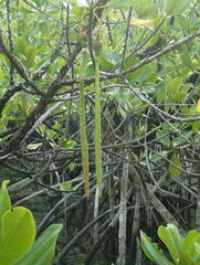 Rhizophora mucronata