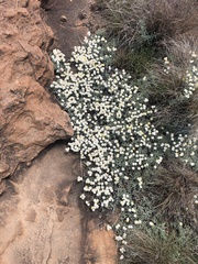 Achyranthemum argenteum