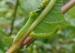 Pristiphora melanocarpa