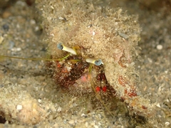 Dardanus sanguinolentus