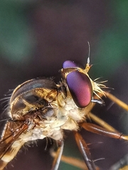 Ommatiini