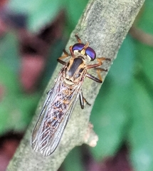 Ommatiini