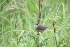 Iduna caligata