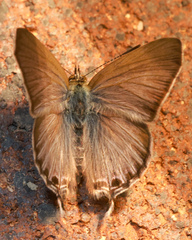 Theclinesthes onycha