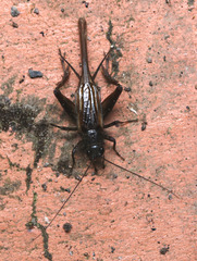 Teleogryllus commodus