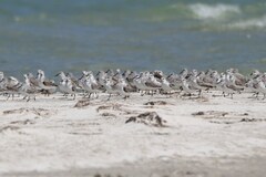 Calidris alba alba