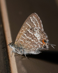 Theclinesthes onycha
