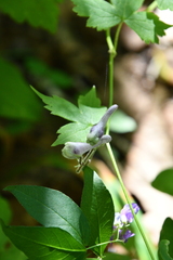 Aconitum alboviolaceum