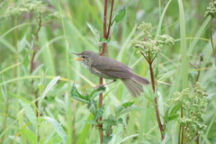 Iduna caligata